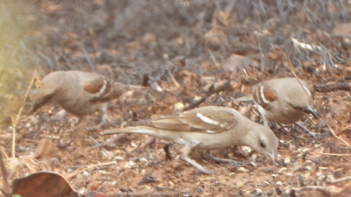 Yellow-throated Sparrow - ML310397271