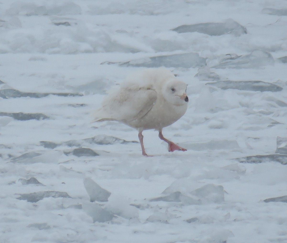 Glaucous Gull - ML310397581