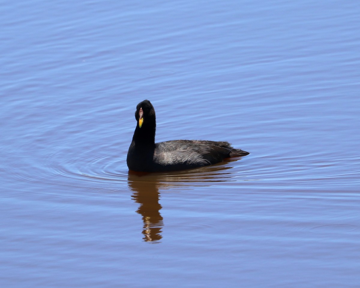 Foulque à front rouge - ML310397631