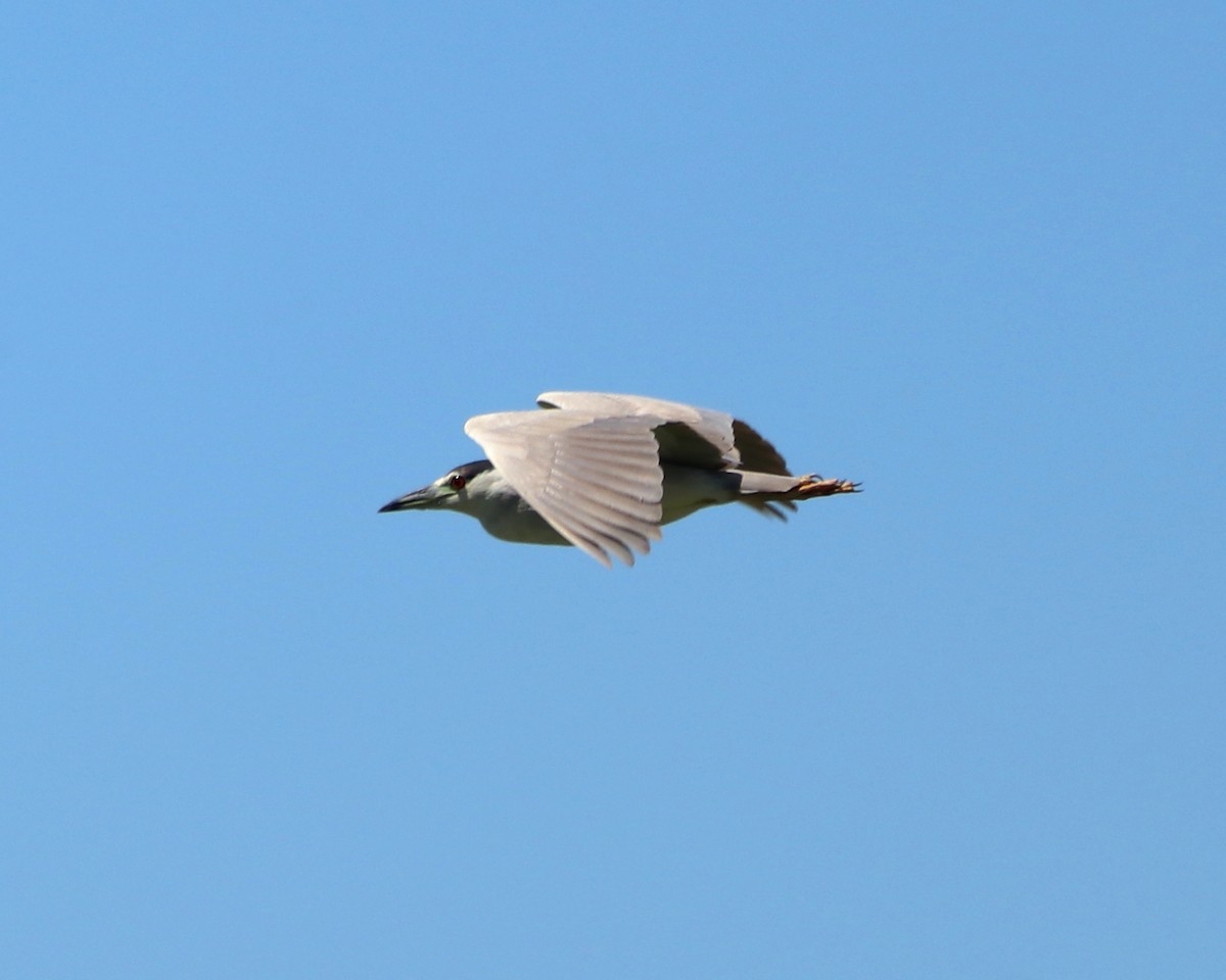 Black-crowned Night Heron - ML310397651