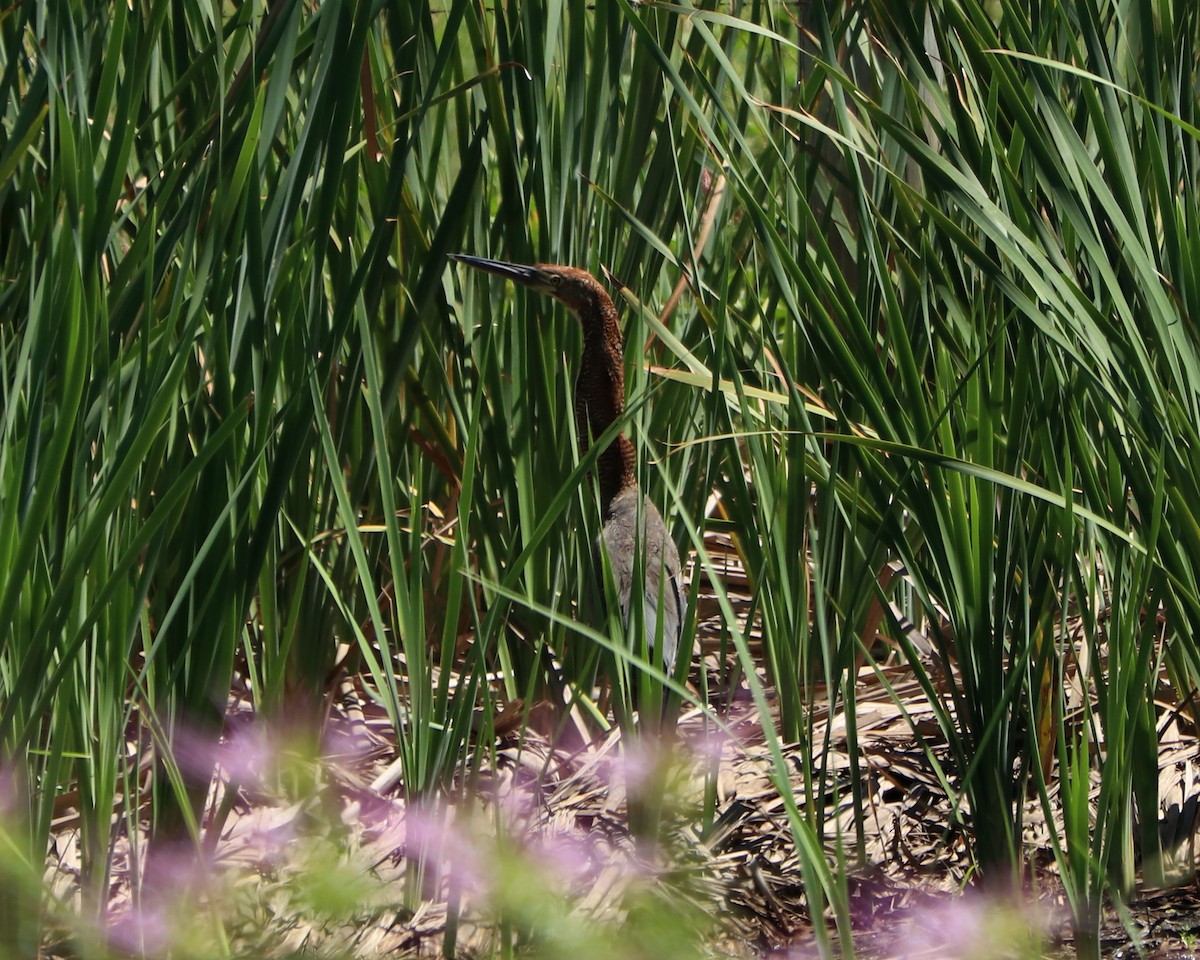 Rufescent Tiger-Heron - ML310397741