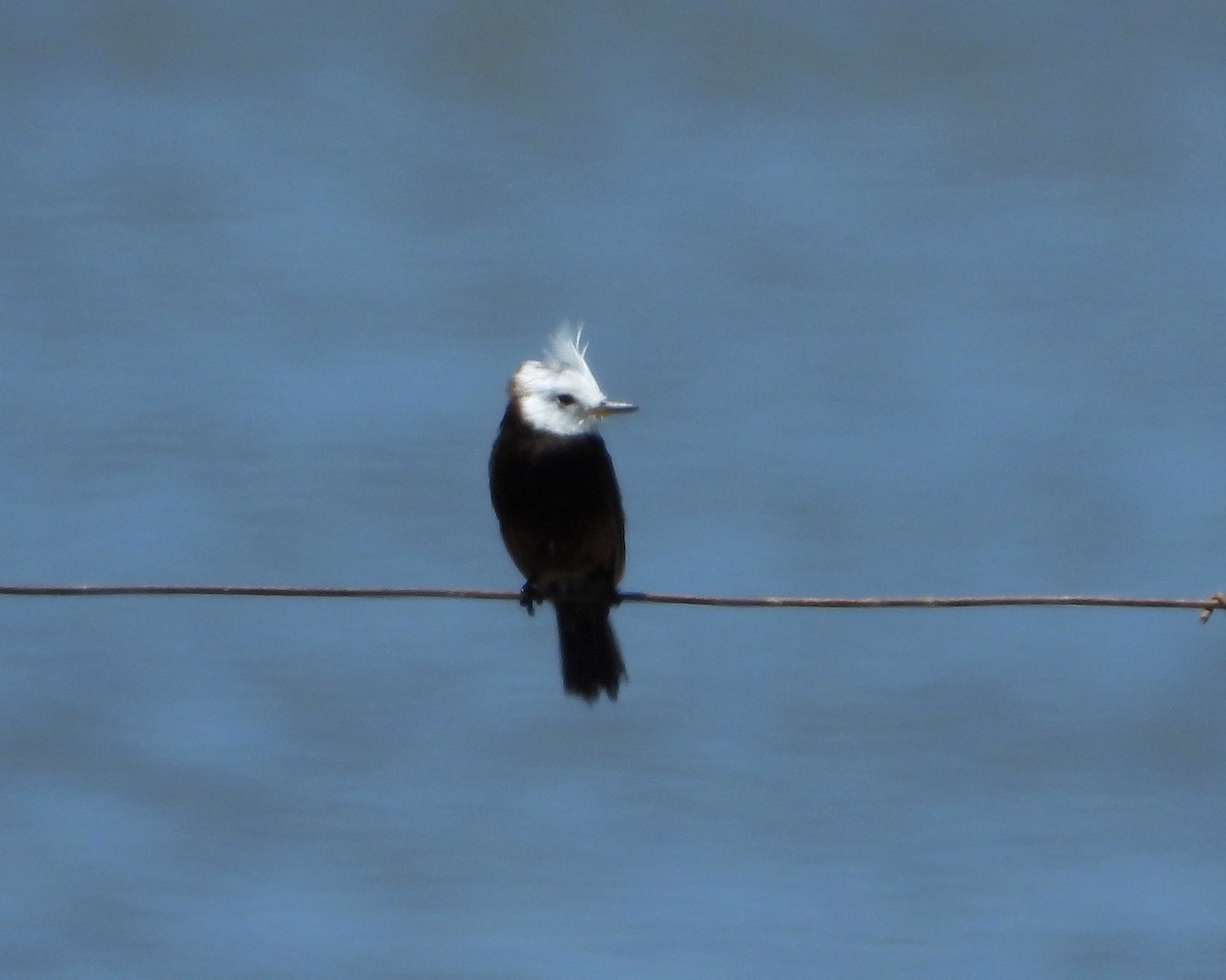 White-headed Marsh Tyrant - ML310397961