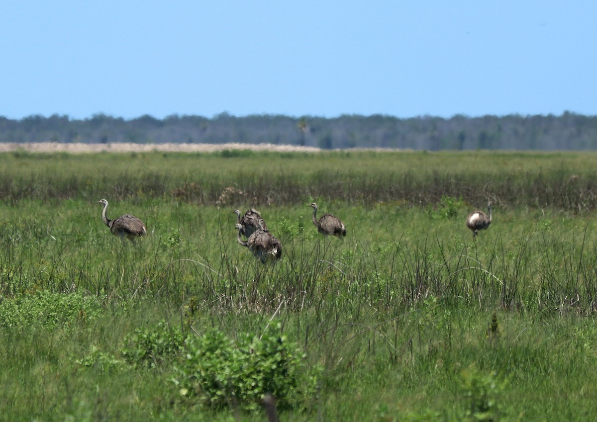 Greater Rhea - ML310398591