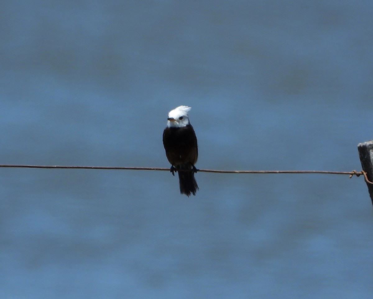 White-headed Marsh Tyrant - ML310398631