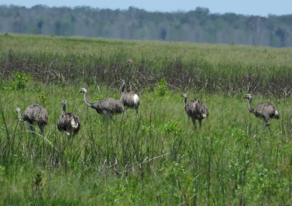 Greater Rhea - ML310398681