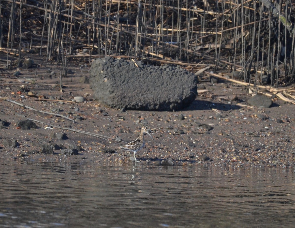 Wilson's Snipe - ML310399331