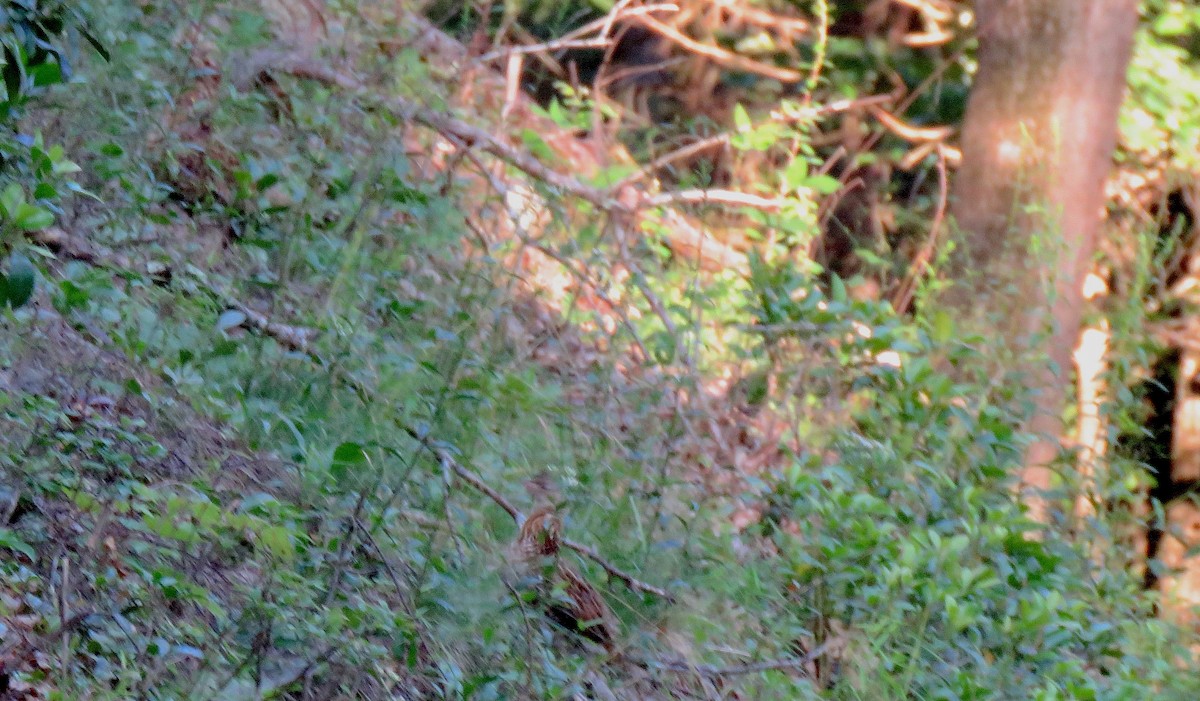 Ruffed Grouse - ML31040121