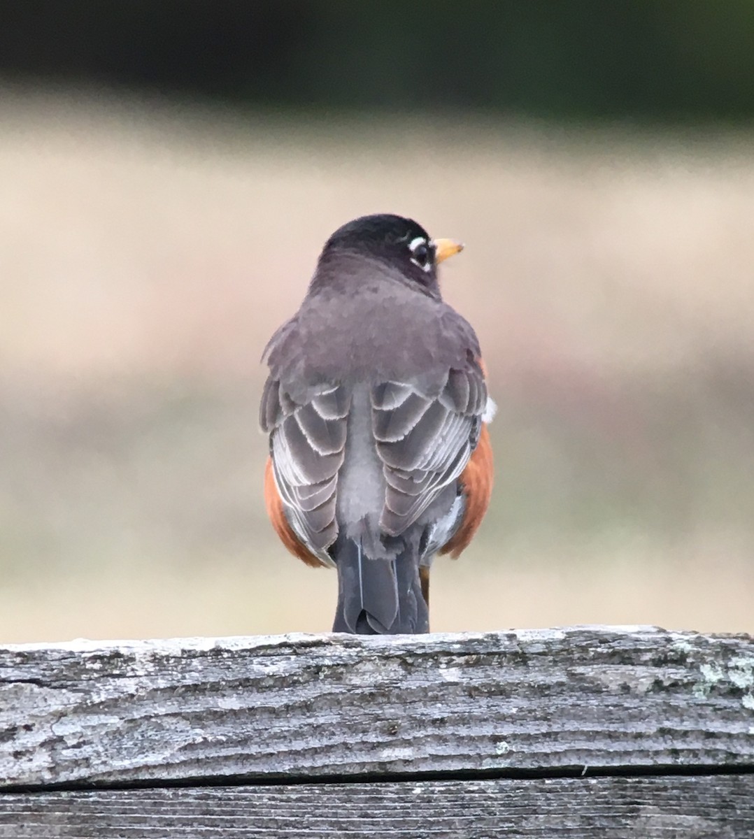 American Robin - ML310402101