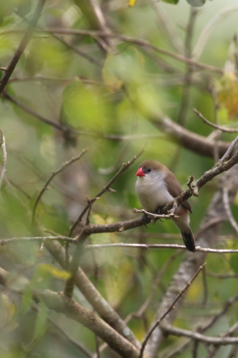 Fawn-breasted Waxbill (Fawn-breasted) - ML310404361