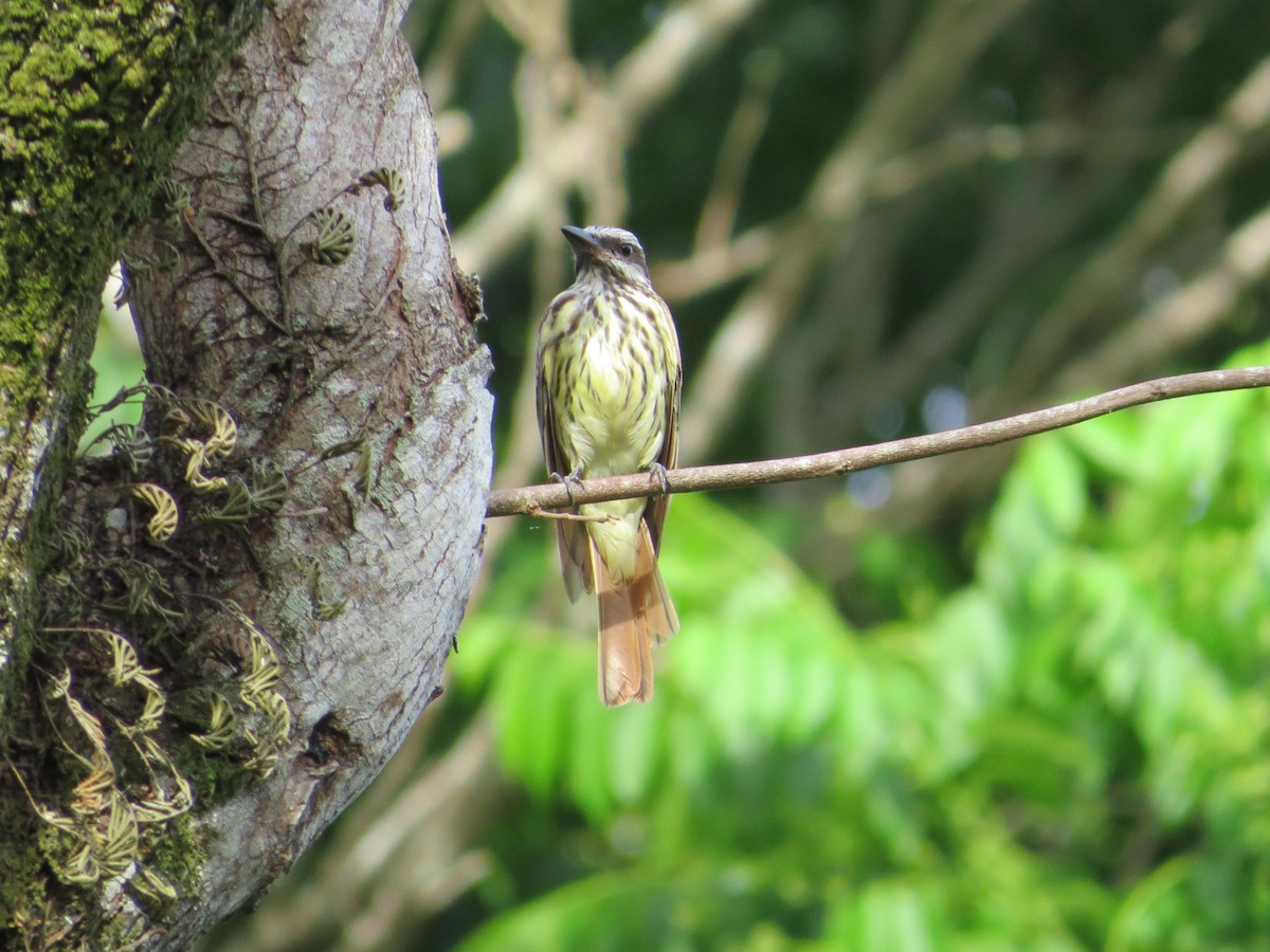 Sulphur-bellied Flycatcher - ML31040591