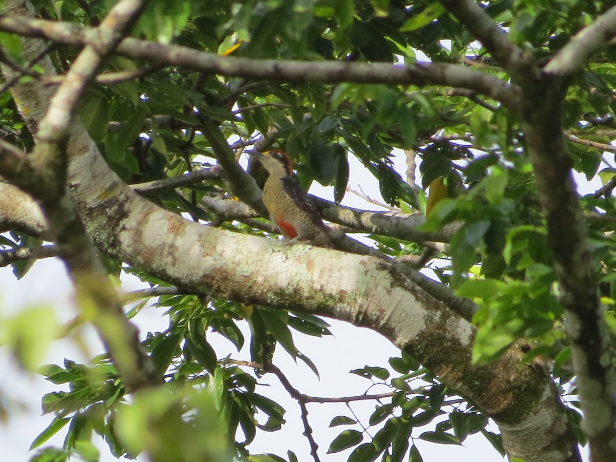 Black-cheeked Woodpecker - ML31040601