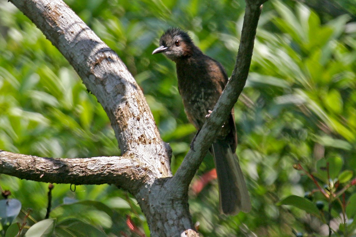 Brown-eared Bulbul - ML310406431
