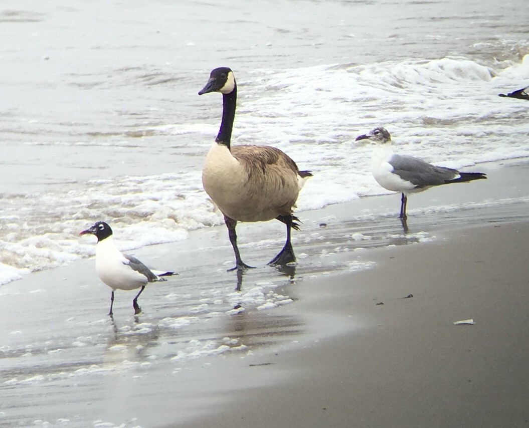 Franklin's Gull - ML31040701