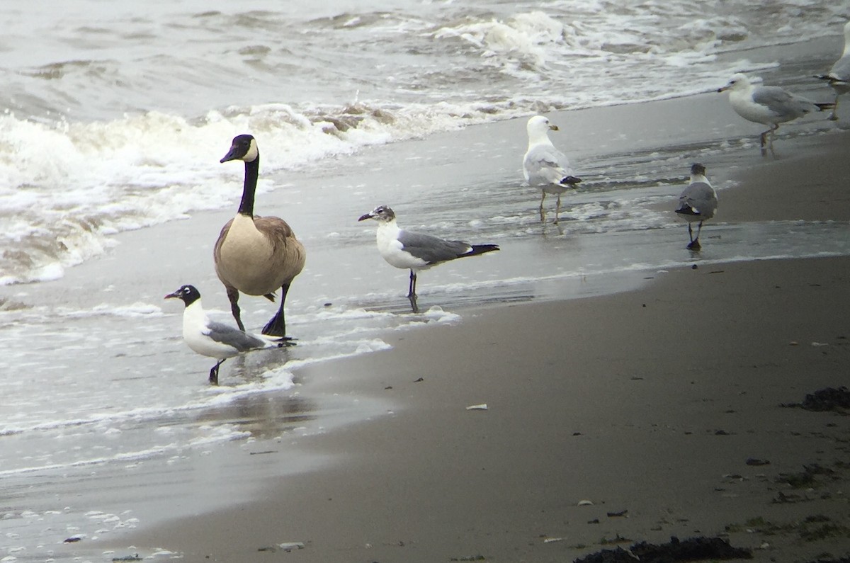 Franklin's Gull - Dominic Garcia-Hall