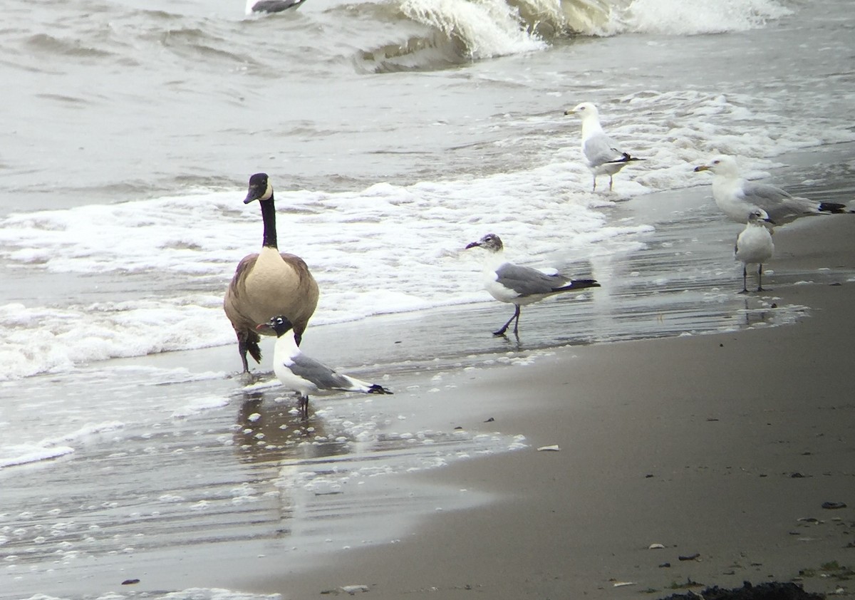 Franklin's Gull - Dominic Garcia-Hall