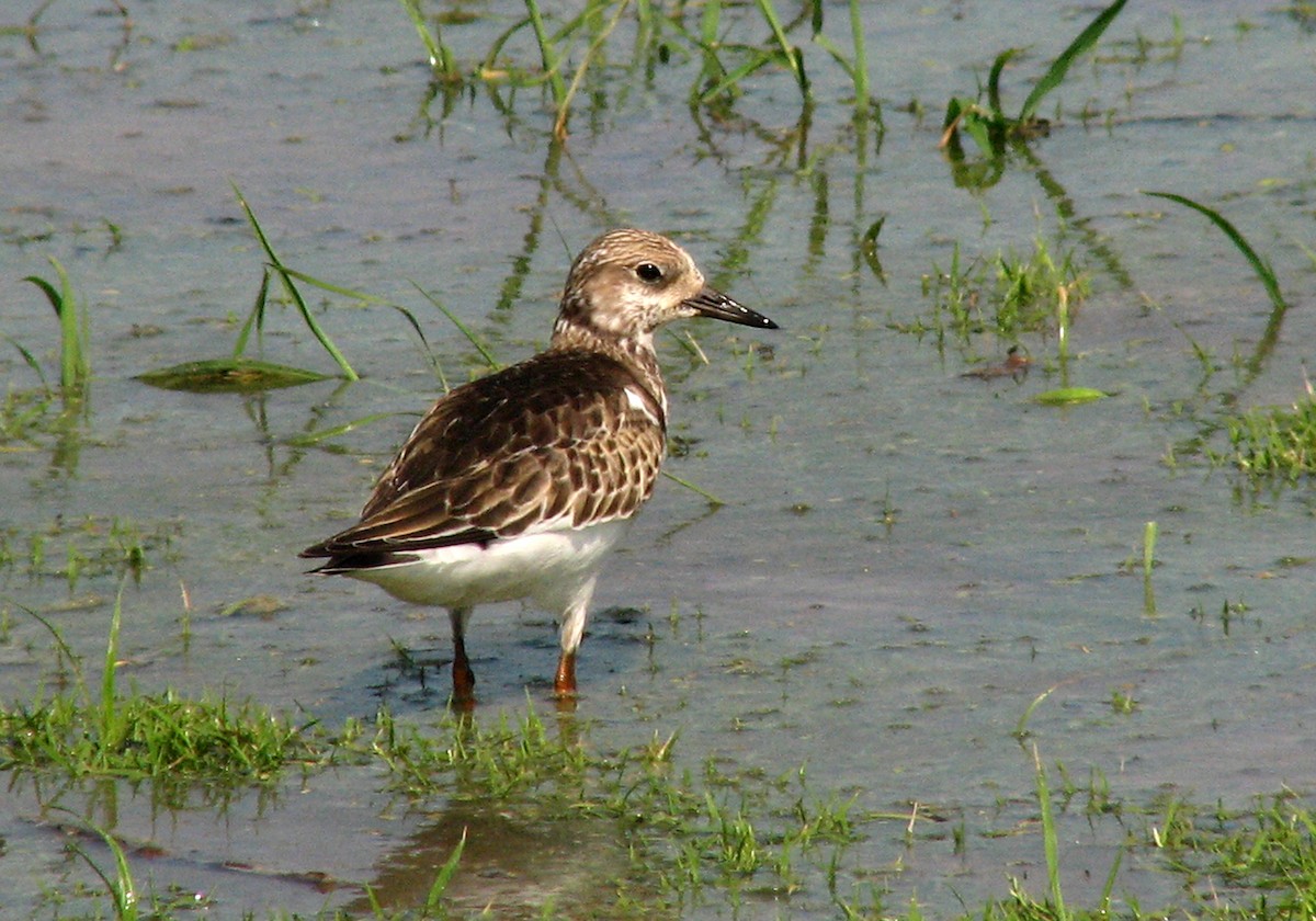 キョウジョシギ - ML31040741