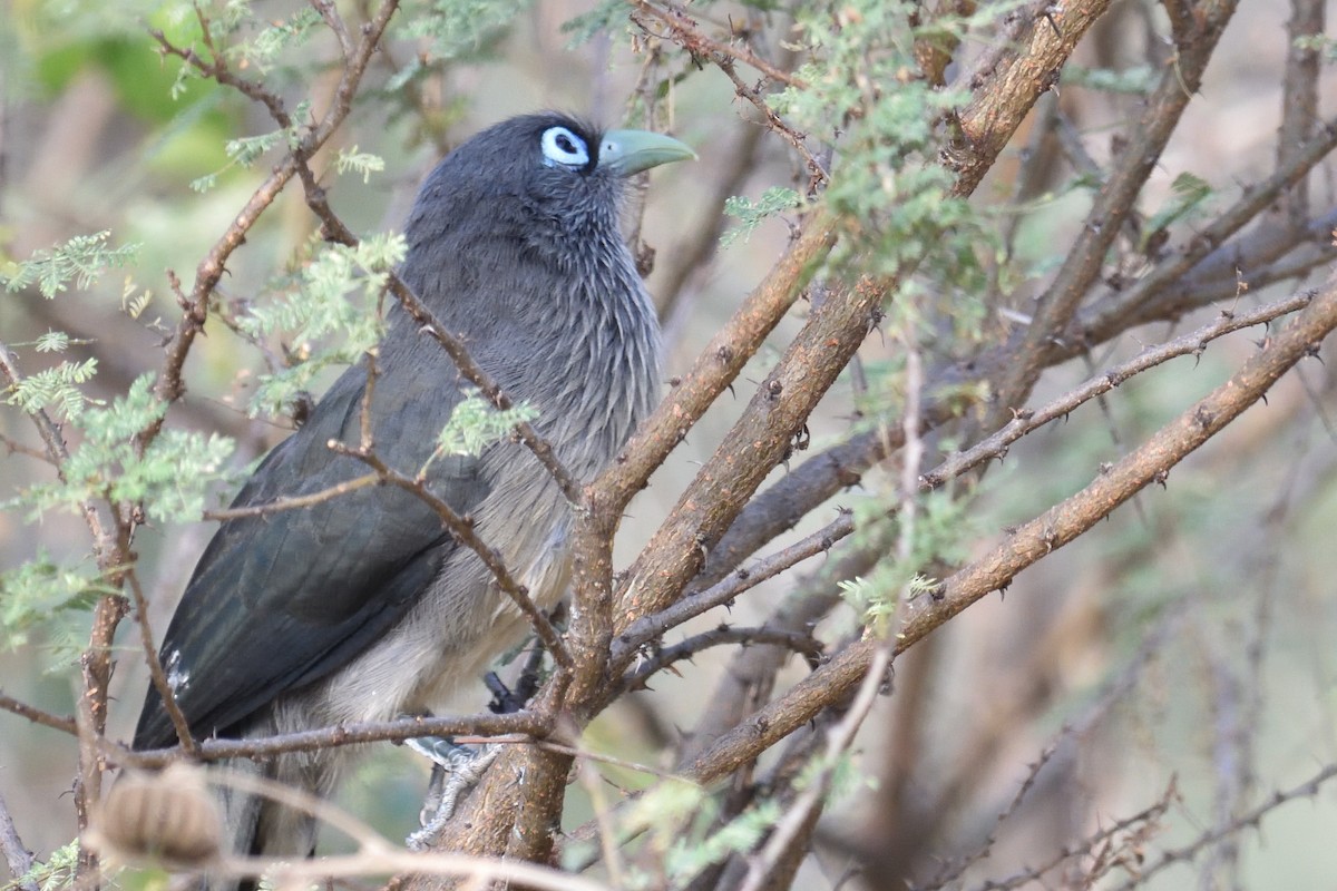 Blue-faced Malkoha - ML310407931