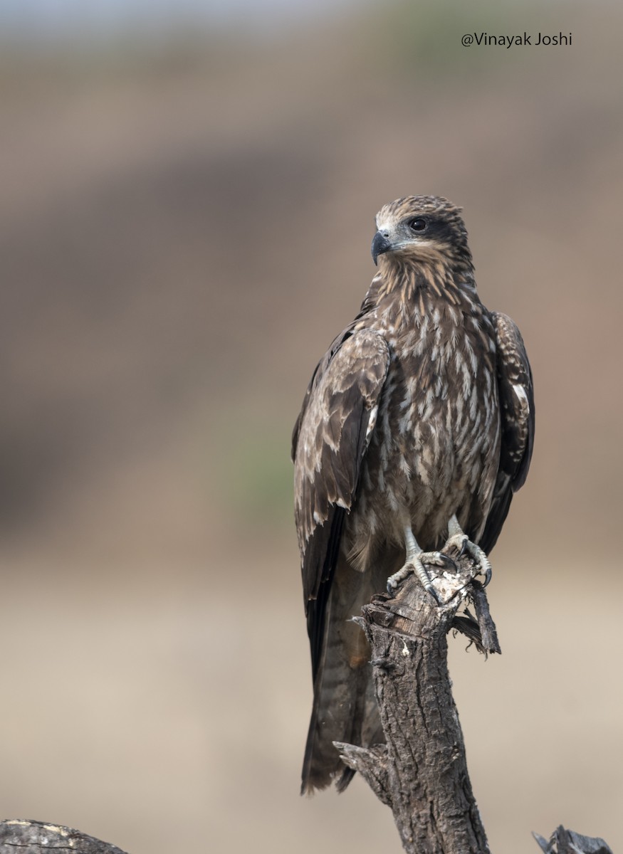 Black Kite (Black-eared) - ML310408661