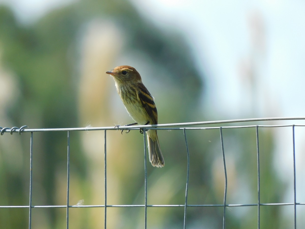 Bran-colored Flycatcher - ML310410411