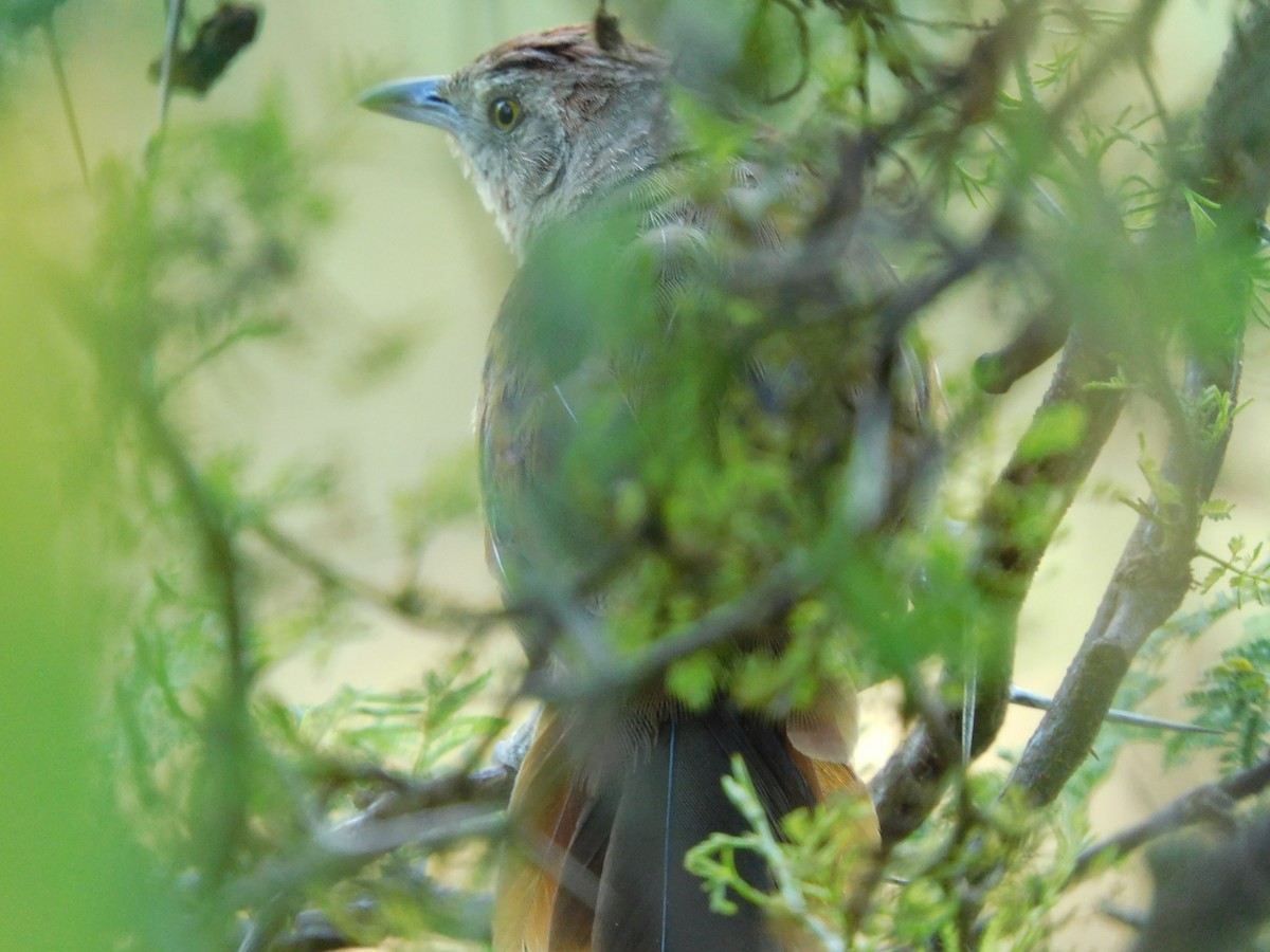 Freckle-breasted Thornbird - ML310410521