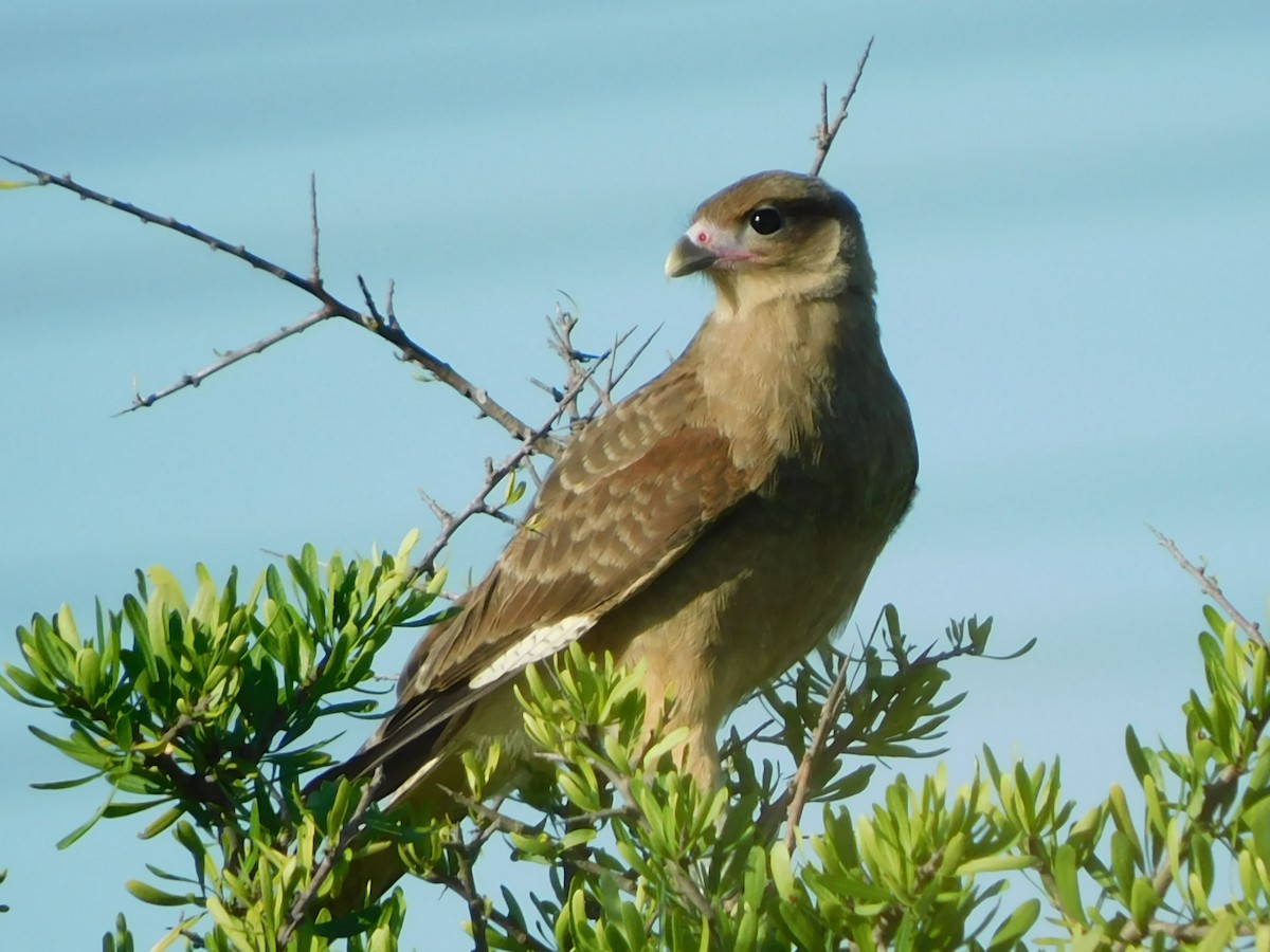 Chimango Caracara - ML310410561