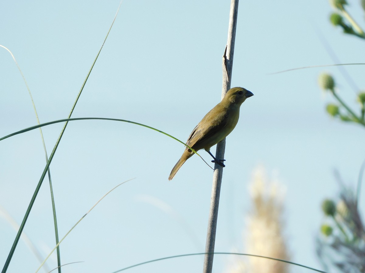Double-collared Seedeater - ML310410631