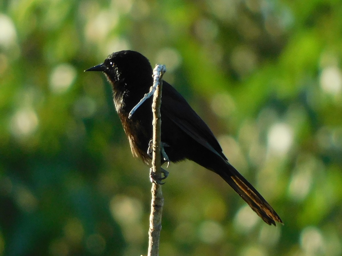 Variable Oriole - ML310410761