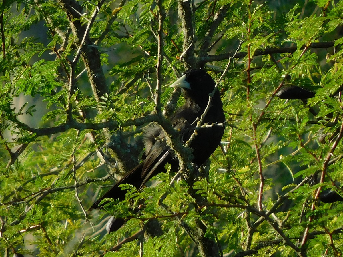 Solitary Black Cacique - ML310410811