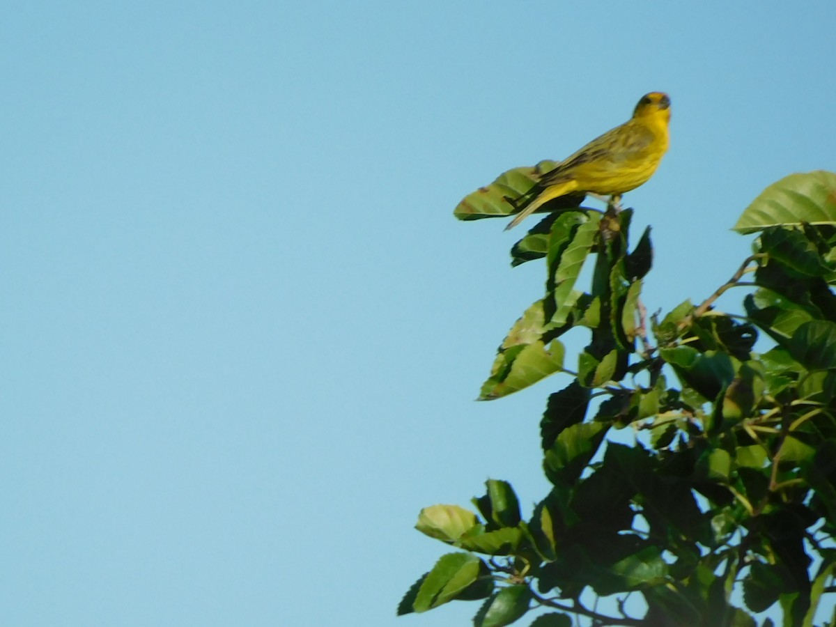 Saffron Finch - ML310410881