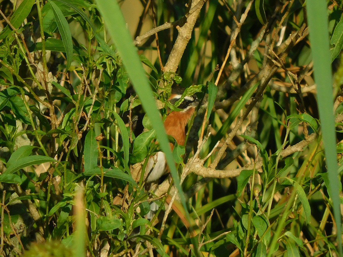 Black-and-rufous Warbling Finch - ML310410921