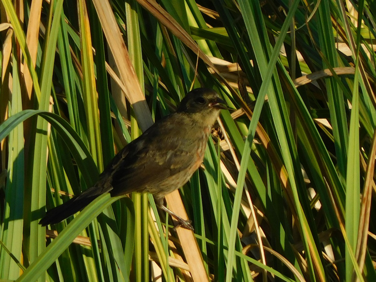 Black-and-rufous Warbling Finch - ML310410931