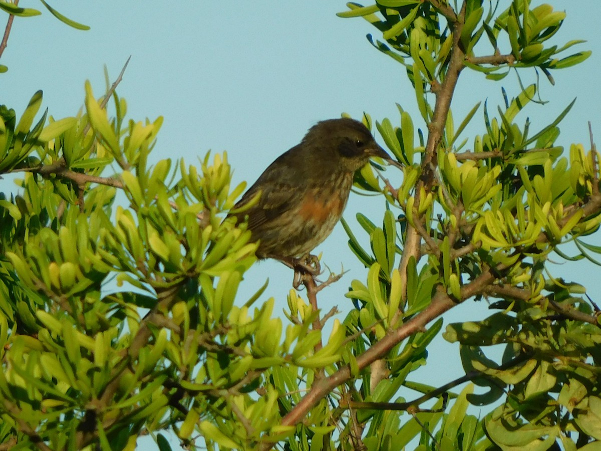 Black-and-rufous Warbling Finch - ML310410941