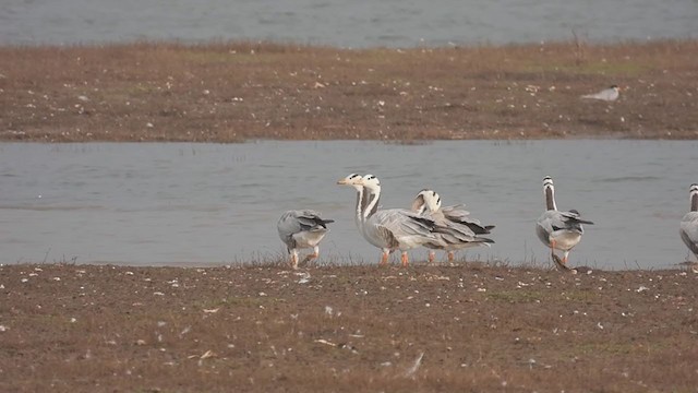 Bar-headed Goose - ML310411001