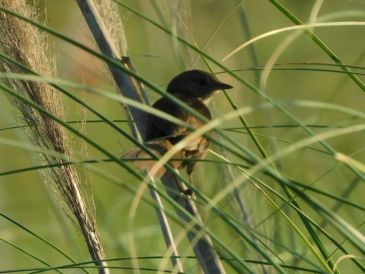 Spix's Spinetail - ML310411011