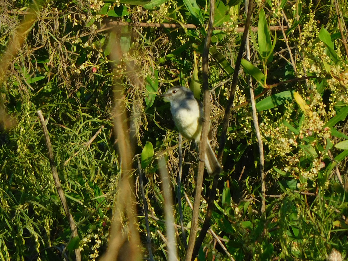 White-crested Tyrannulet - ML310411191