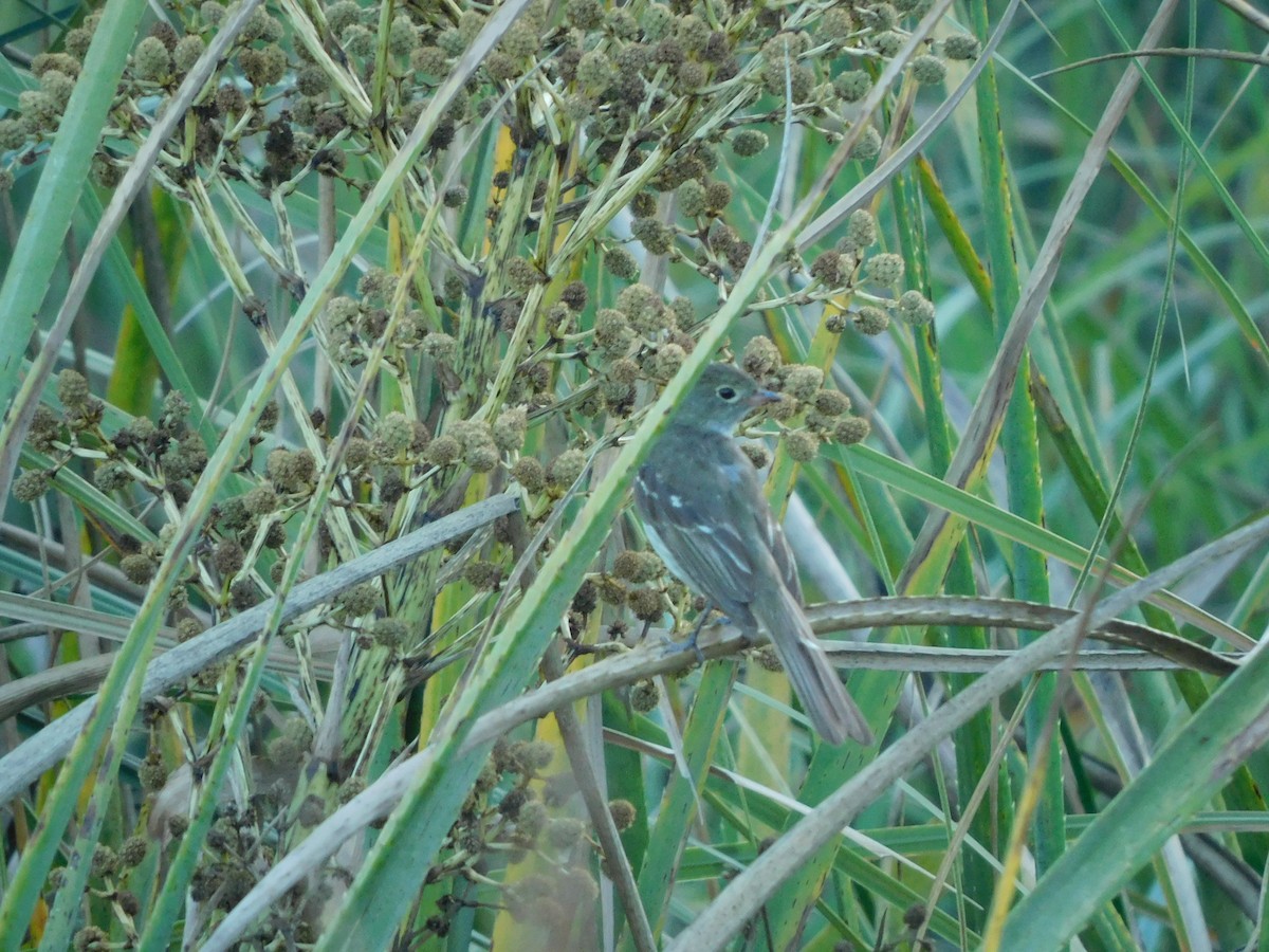 Small-billed Elaenia - ML310411351