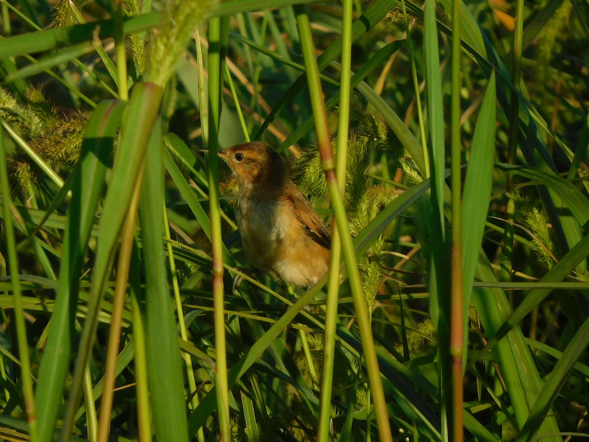 Sulphur-bearded Reedhaunter - ML310411621