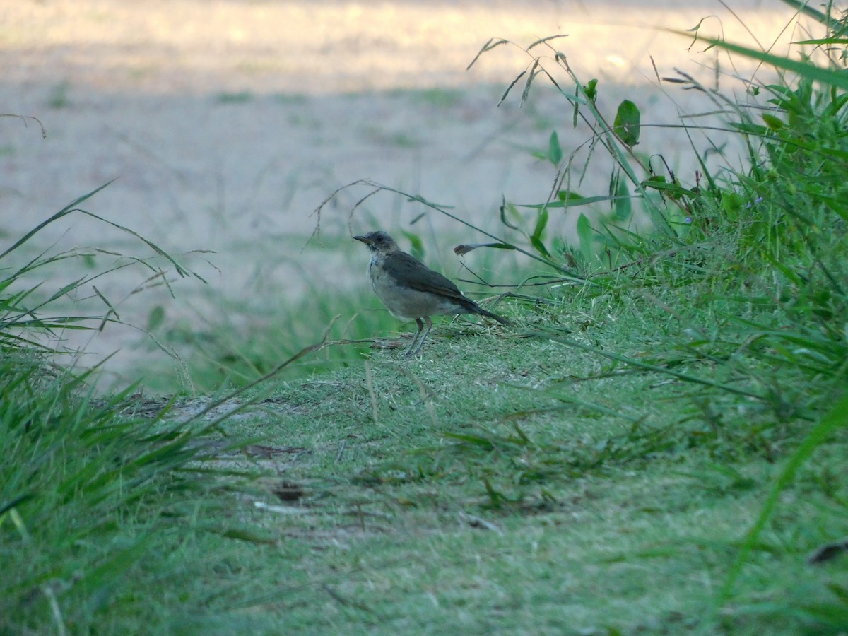 Creamy-bellied Thrush - ML310411831
