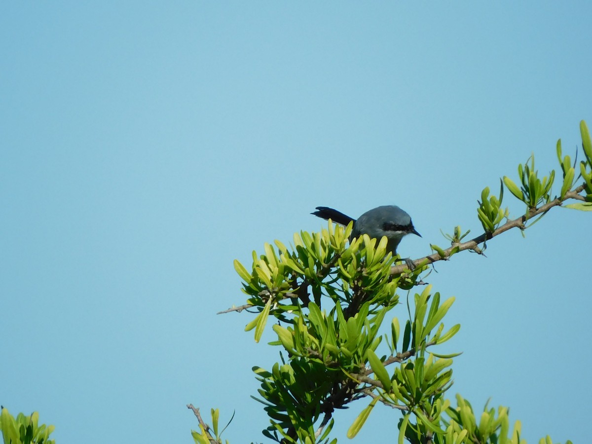 Masked Gnatcatcher - ML310411891