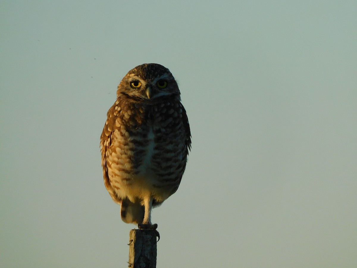 Burrowing Owl - ML310411951