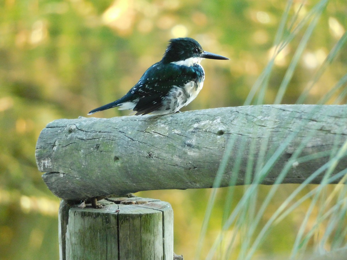 Green Kingfisher - ML310412061