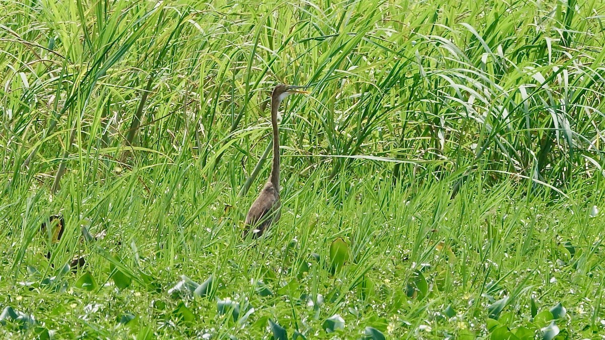 Purple Heron - ML310412791