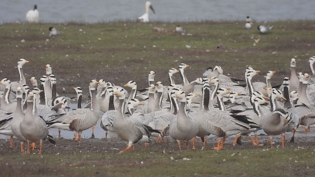 Bar-headed Goose - ML310415181