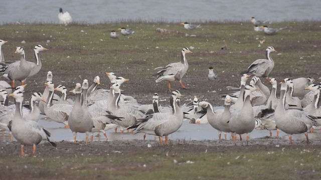 Bar-headed Goose - ML310416191