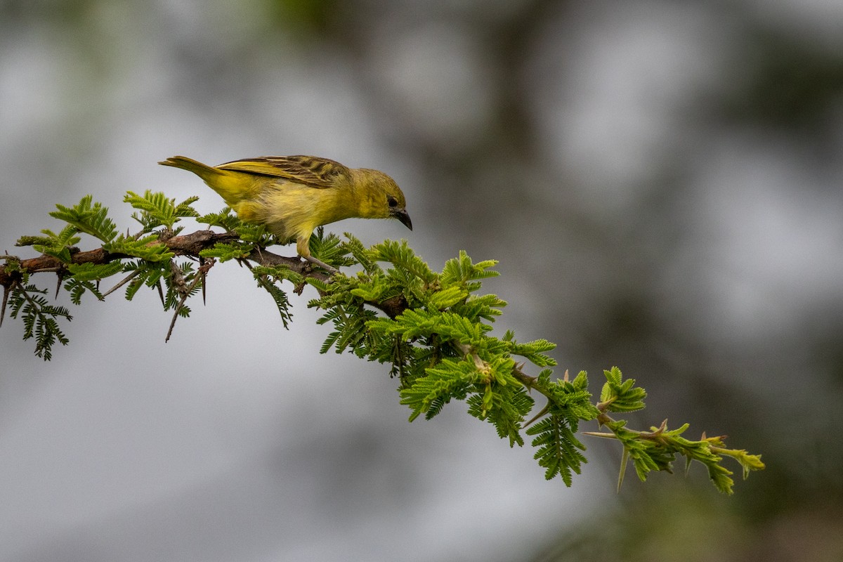 Little Weaver - ML310417181