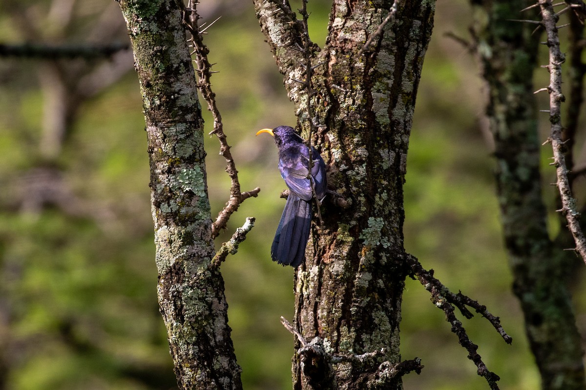 Abyssinian Scimitarbill - ML310417311