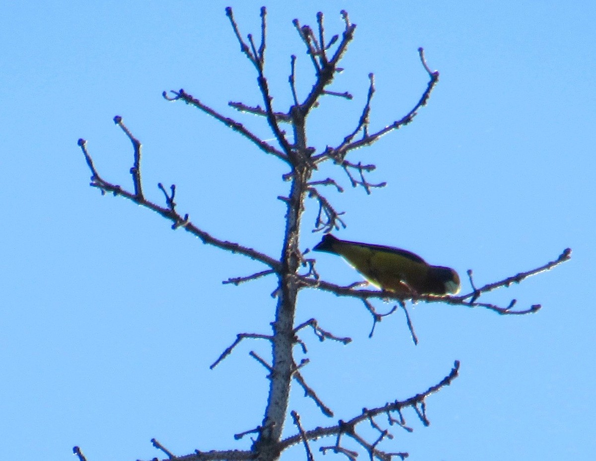 Evening Grosbeak - Al Zerbe