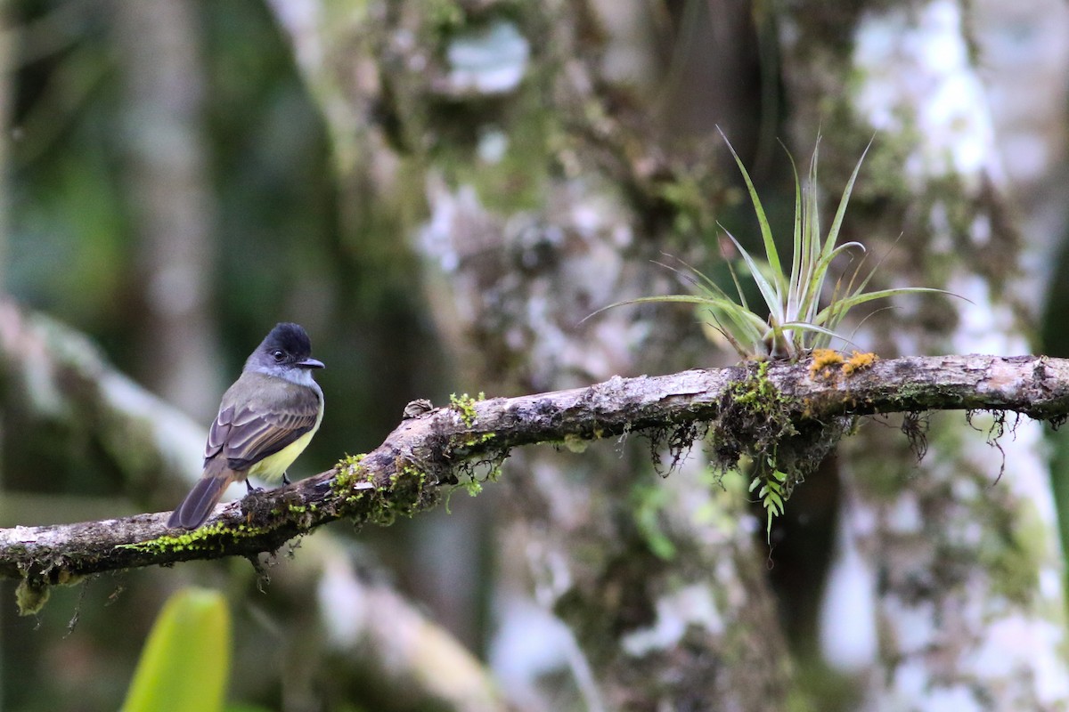 Dusky-capped Flycatcher - ML310419131