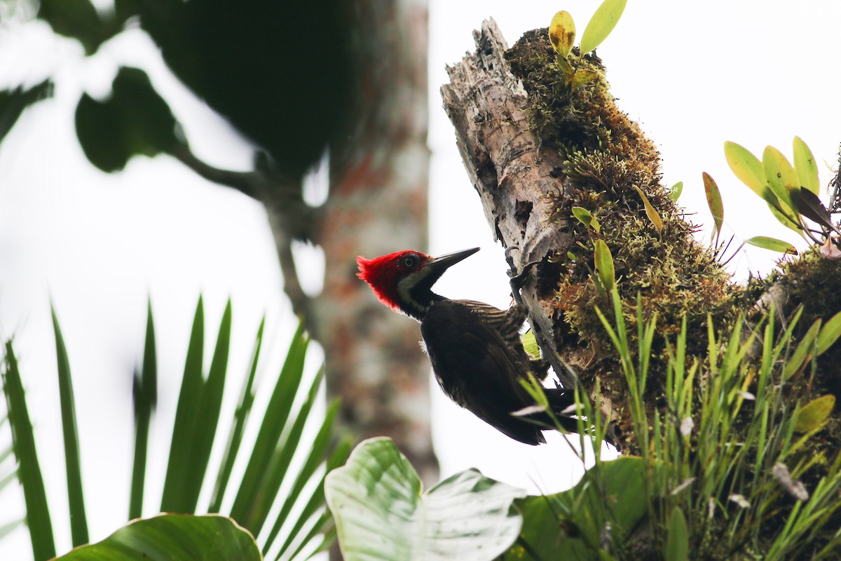 Guayaquil Woodpecker - ML310420371