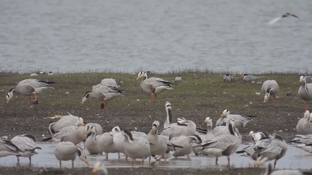 Bar-headed Goose - ML310421361